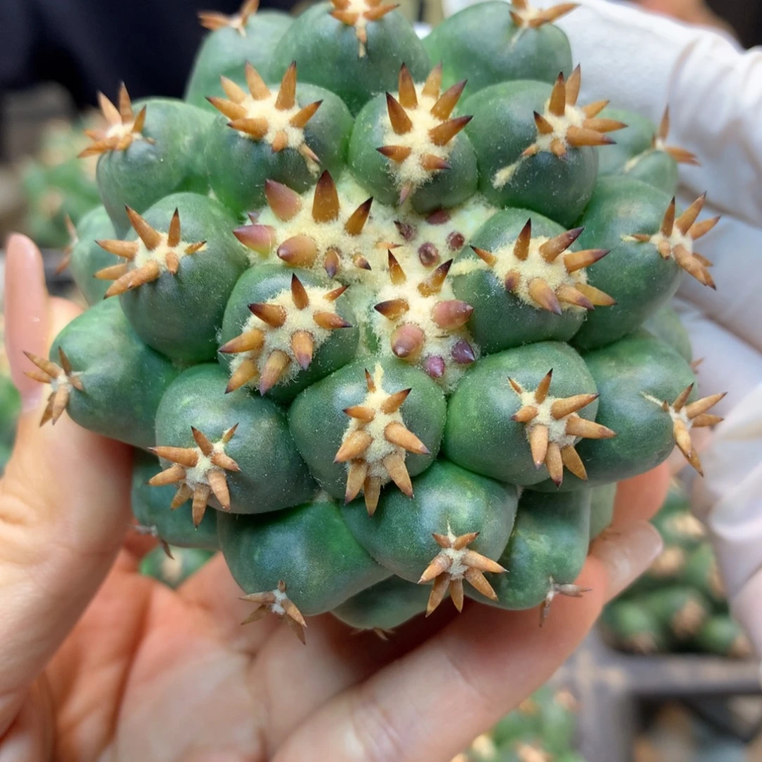 尤接 豪刺短豪刺獠牙6.5公分起发 无根