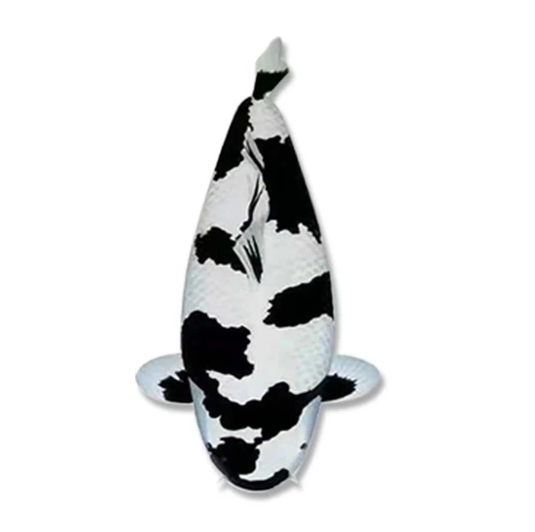 包活不包邮血统进口观赏鱼甄选锦鲤