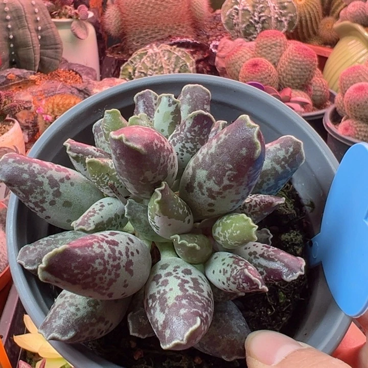 嗯哼哈嘶了哈哈我的宝好