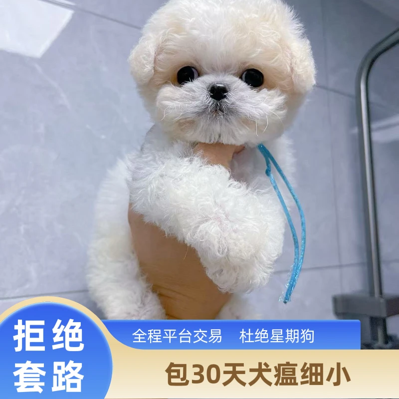 【赵公子】家养比熊小体标体比熊家庭繁殖纯种比熊安徽比熊基因稳定