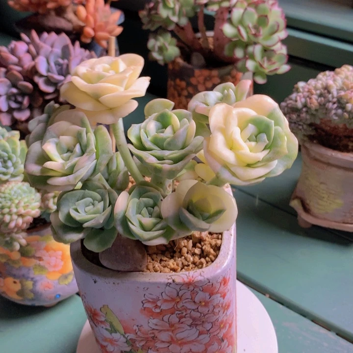 可爱玫瑰锦自然群无砍