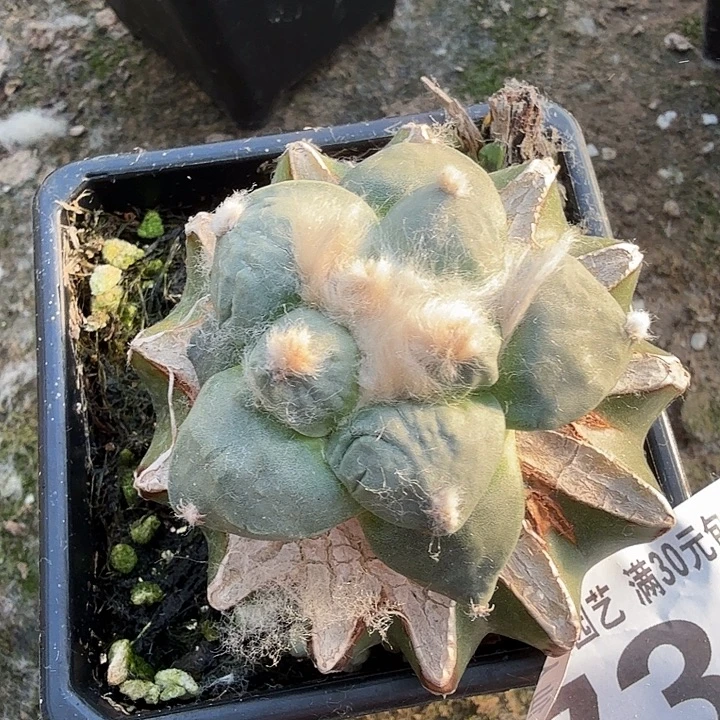 无花朵730白肌达摩东八
