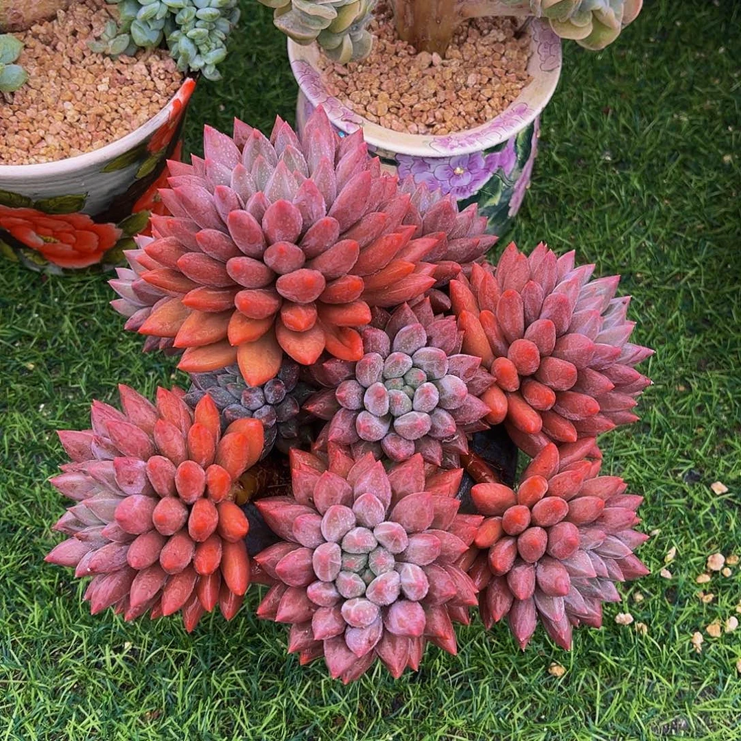 红蜻蜓无砍一物一拍