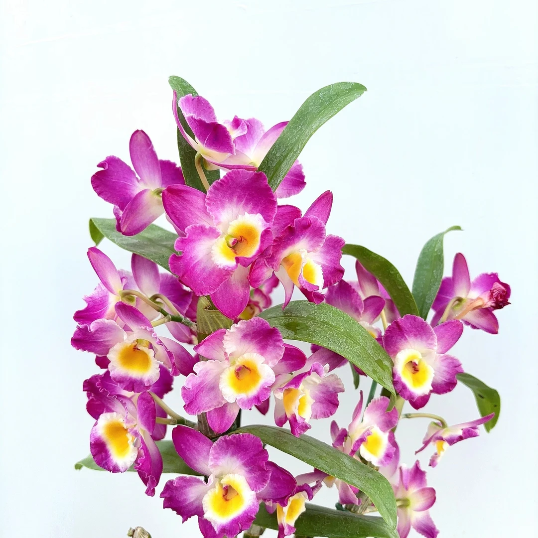 大暮山春石斛 盆栽爆花好养花期长室内阳台 云南鲜花绿植