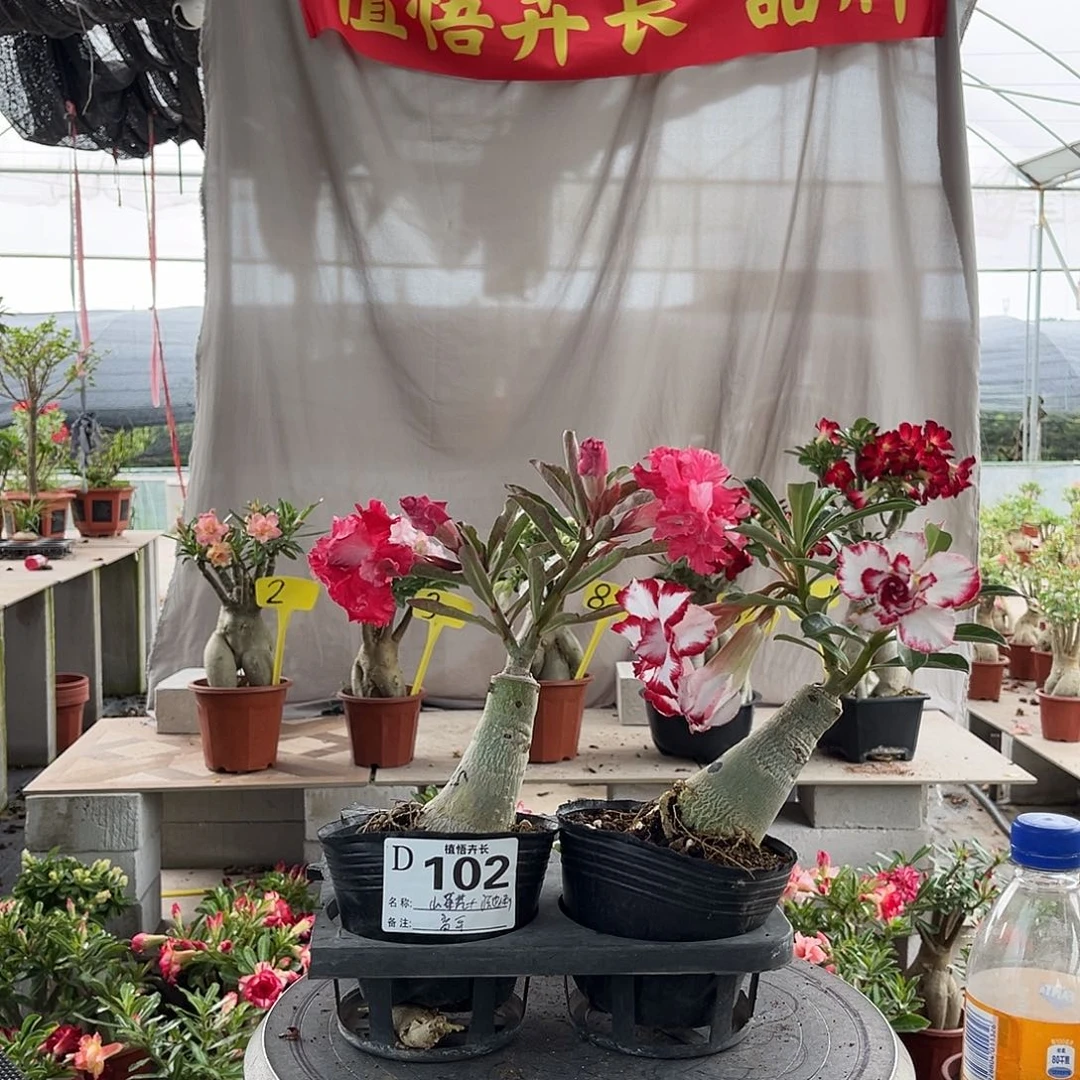 102山茶花+法拉利原盆土