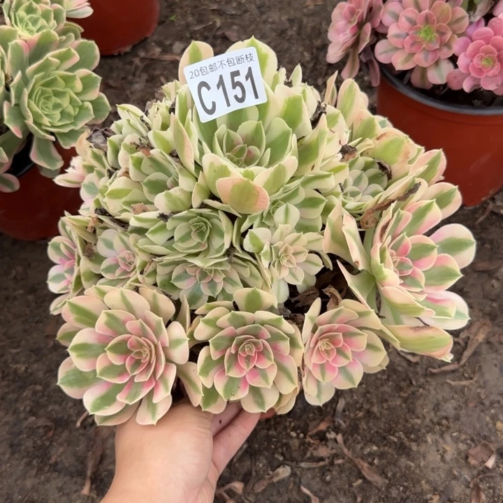 女巫……多肉植物……