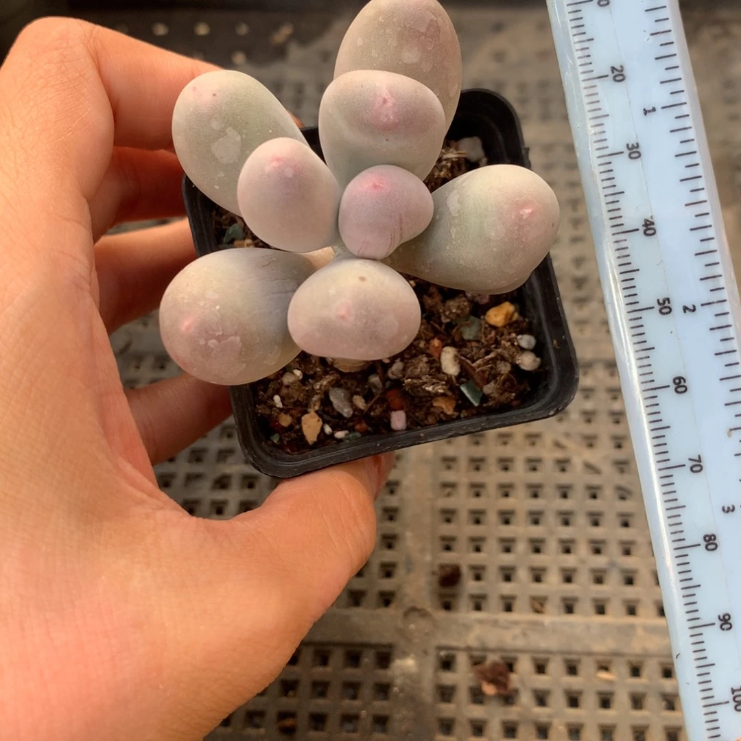 米可奶 韩国米可奶 不凑满28元发一片叶 不售后 到付