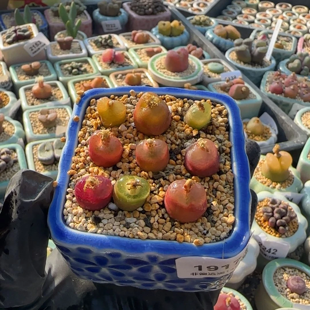 2244--一物一拍 带盆