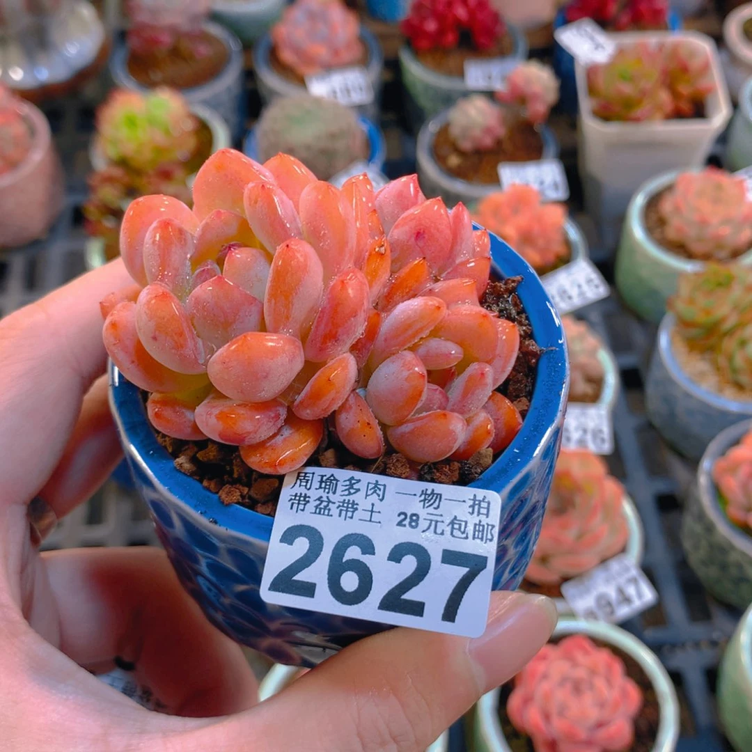 M****5厘米盆精控多肉2627