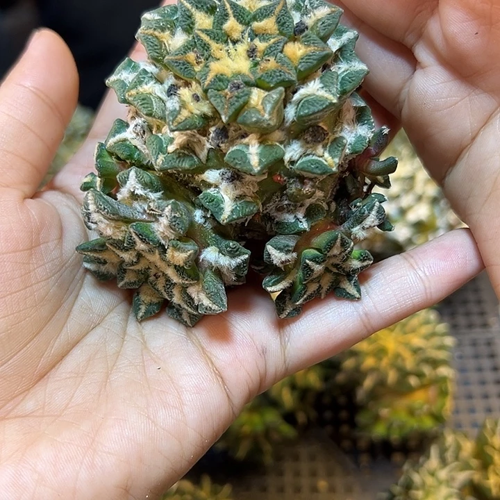 苗接黑牡丹3头无根量拍