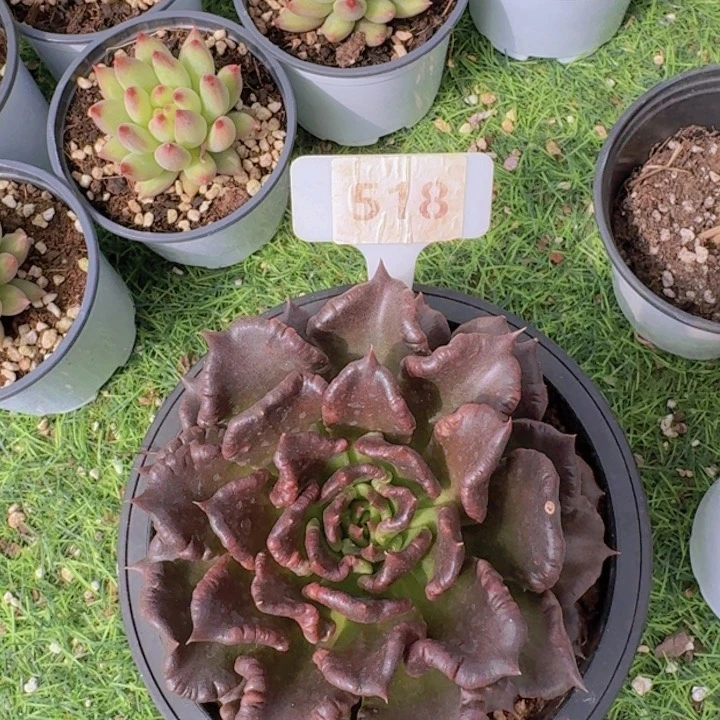 健健康康平平安安