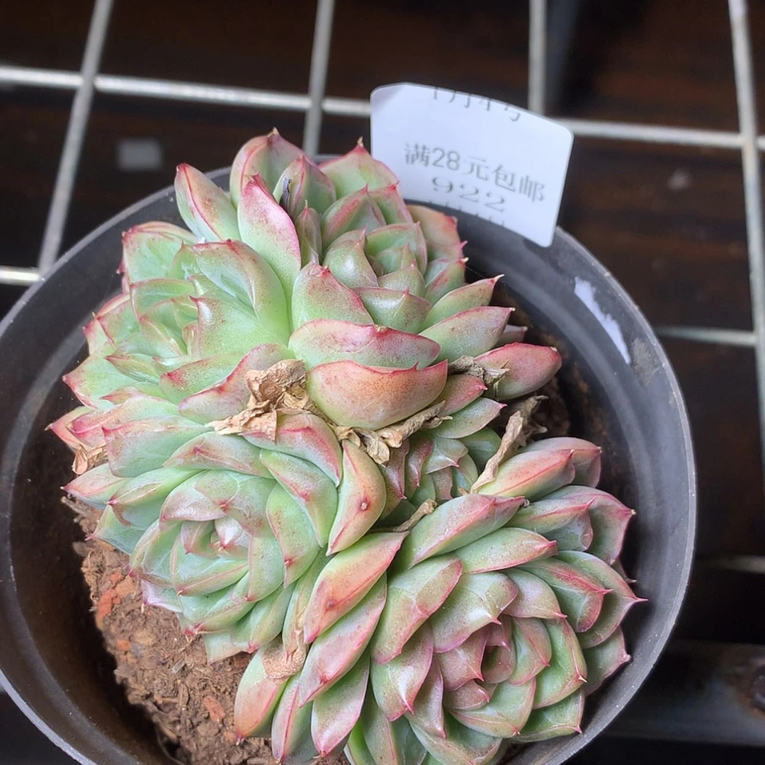 【闪购商品】云922号女王