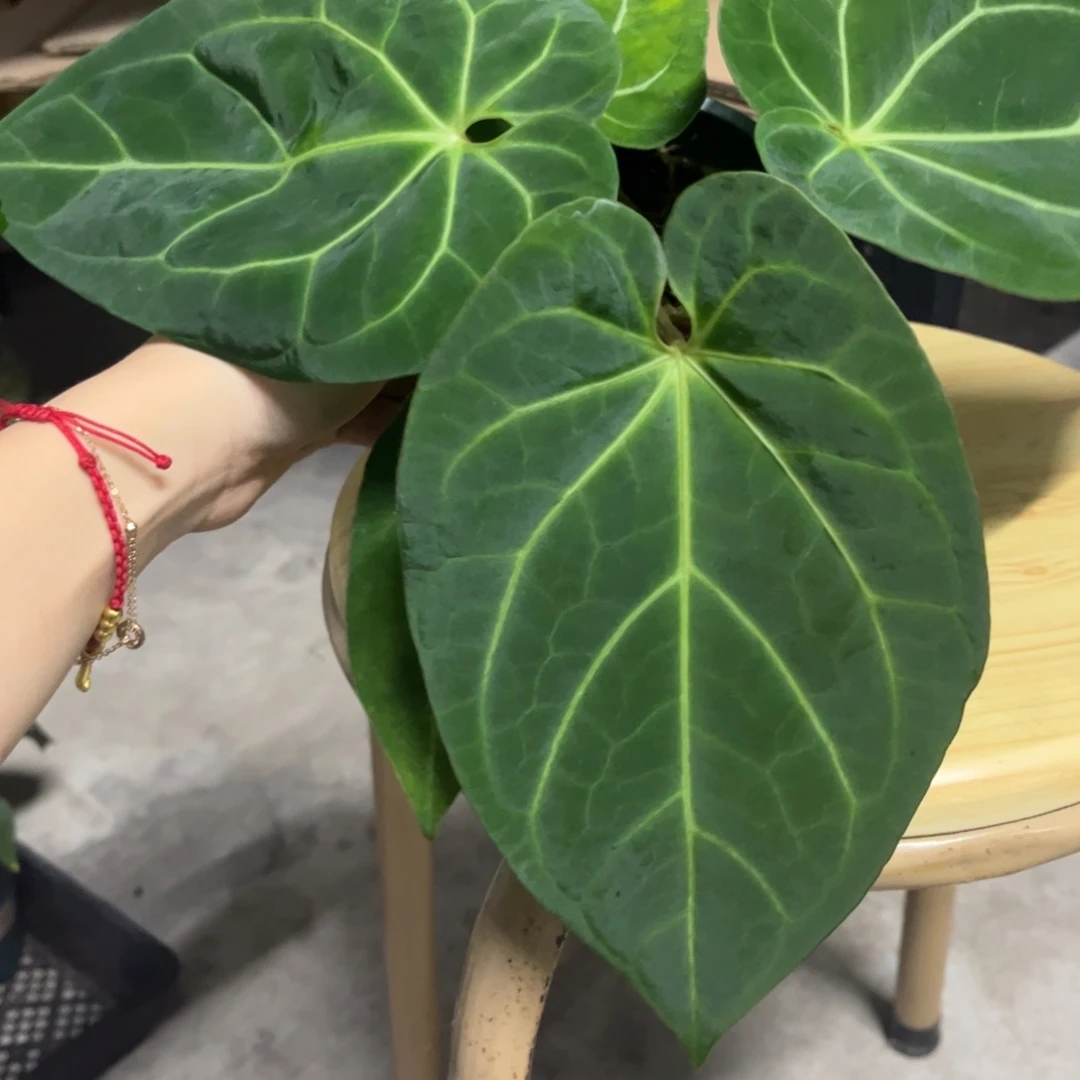 无花朵20霍夫曼杂印尼黑桃（活动两颗包邮 不售后）