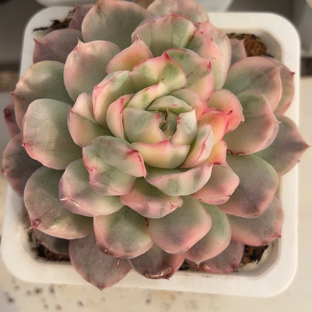 草莓蛋糕锦多肉植物