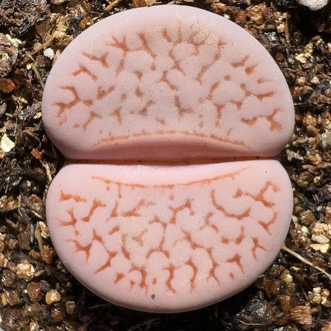 生石花等11111111。   190