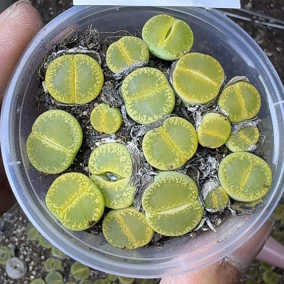 1632 哈哈哈哈哈哈哈哈哈哈哈哈