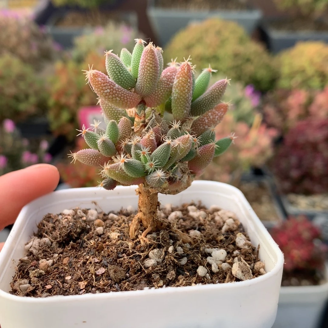 山*水310玉米 。