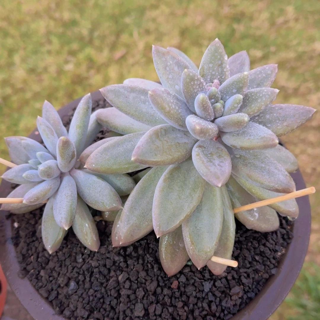 风***子多肉植物多肉植物