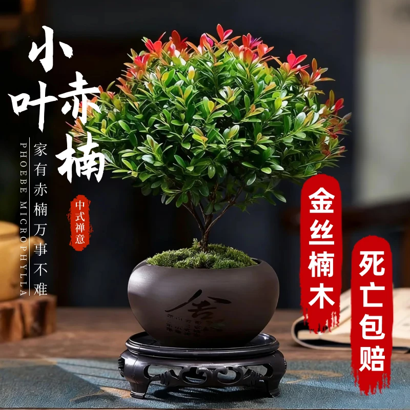 小叶赤楠盆景老桩办公室室内四季盆栽花卉园艺办公室绿植中式禅意