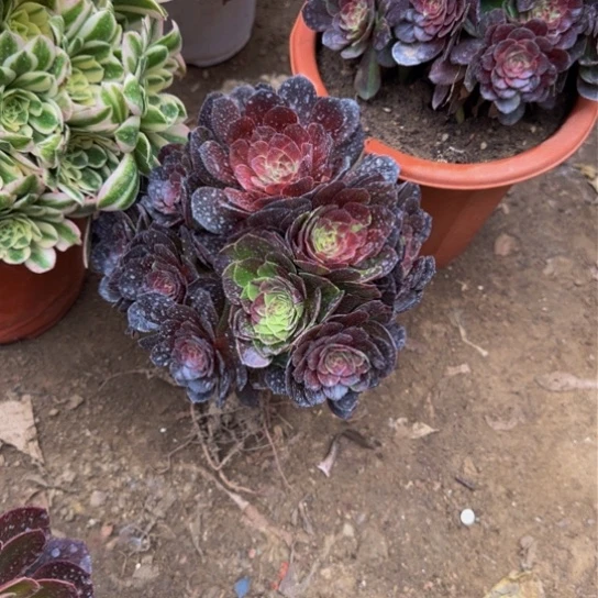 花月夜12.88加急发明天