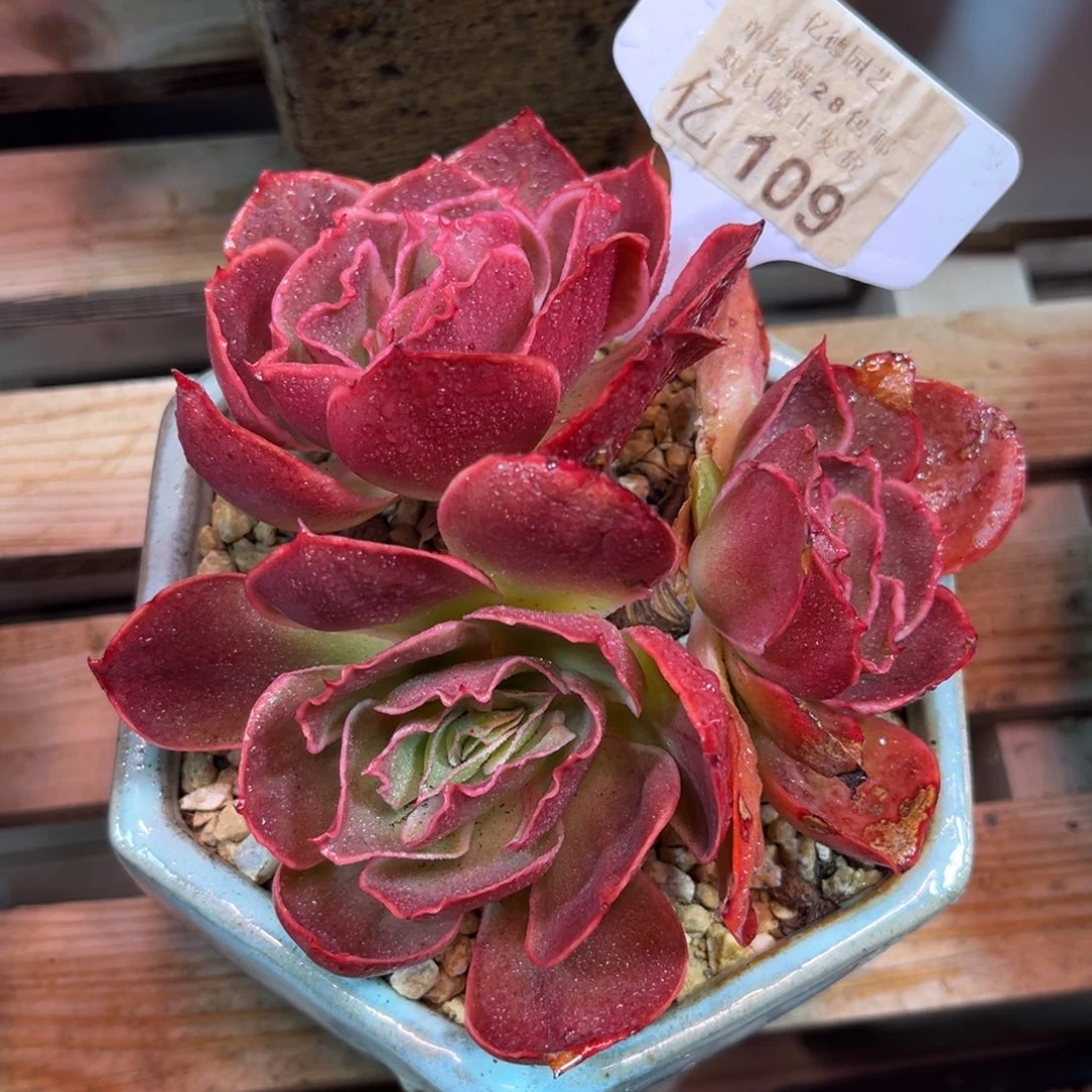 彼岸花shitajujinkej