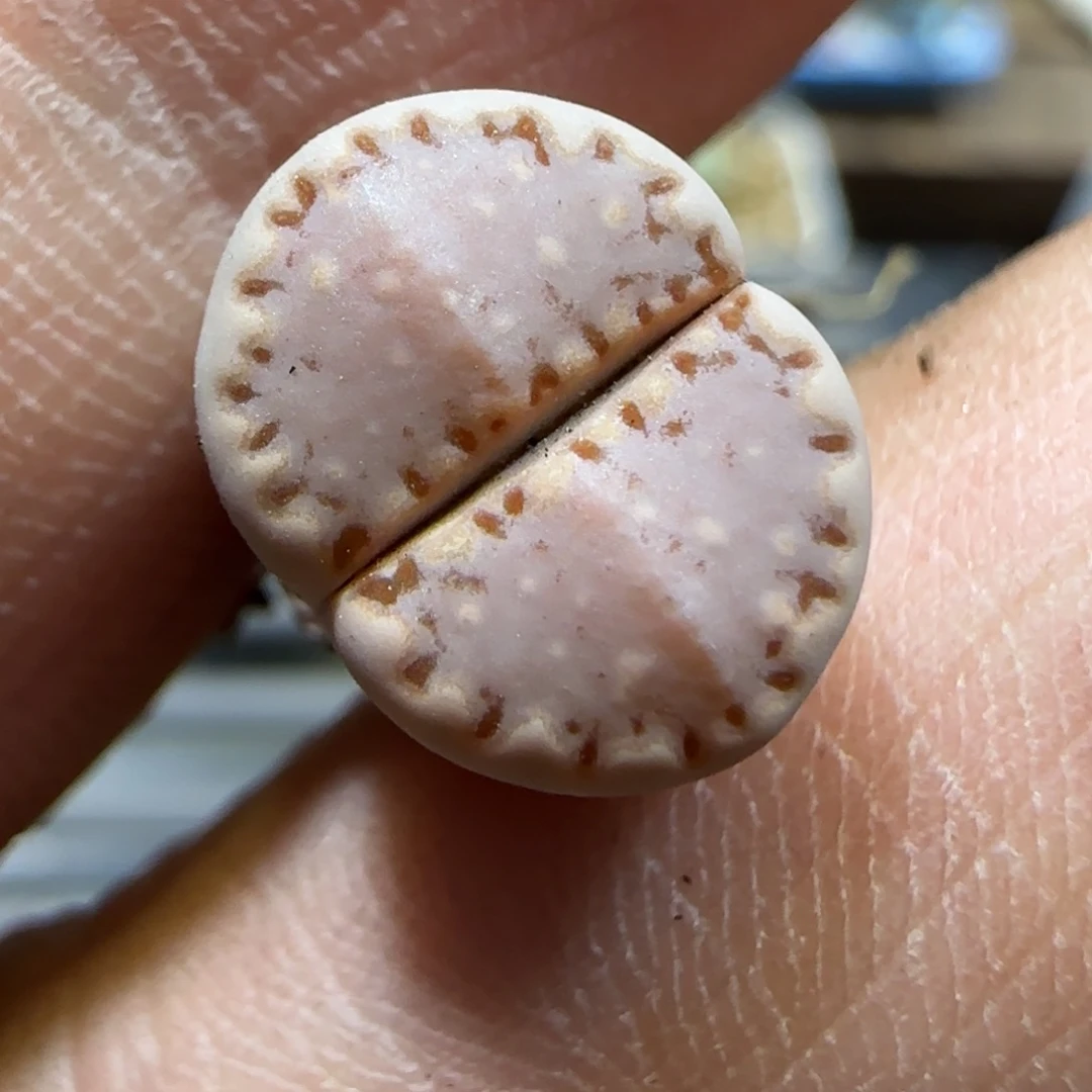 9.30。   .013饼干。  2024