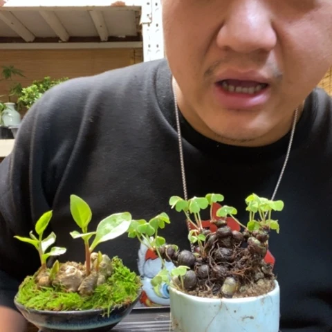 红陶一物一拍所见即所得190