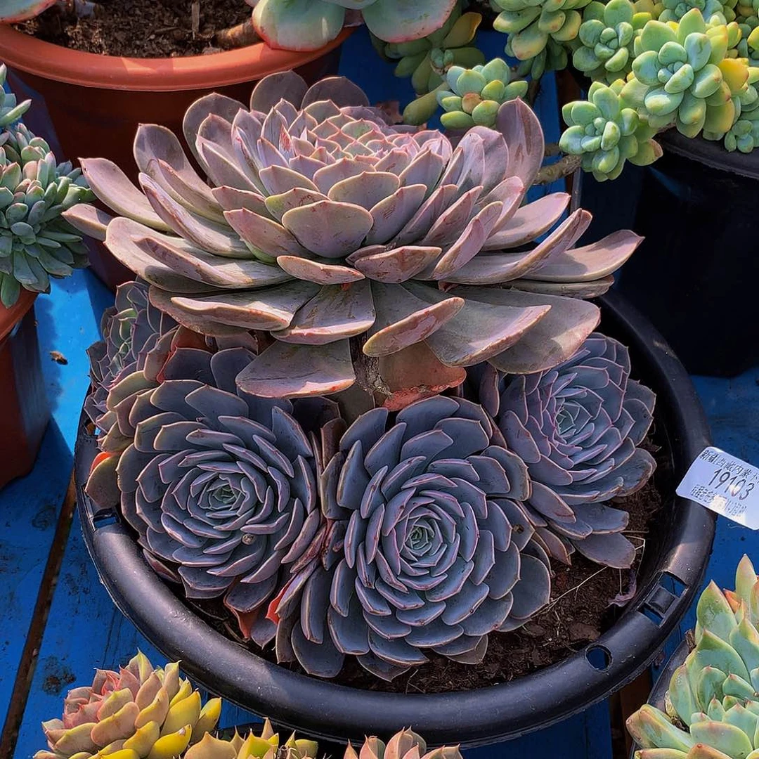 风***大天赐19103多肉多肉