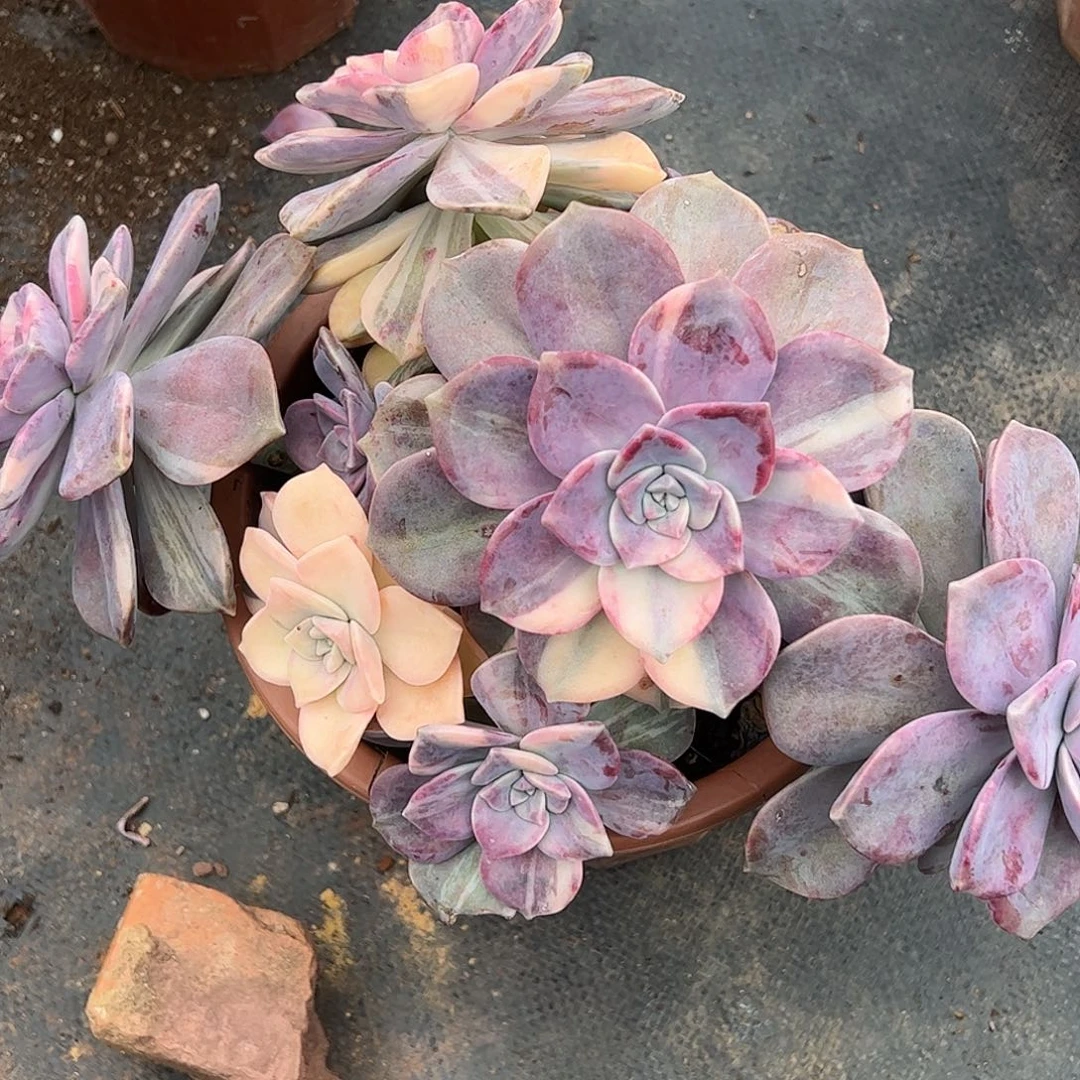 睿****紫乐锦群，一物一拍