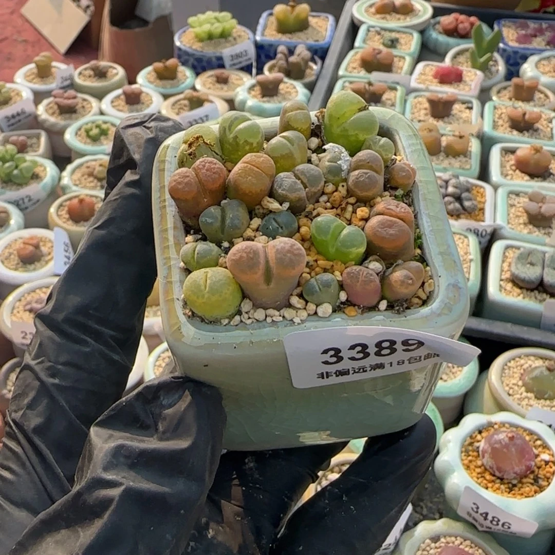 3389-一物一拍 带盆