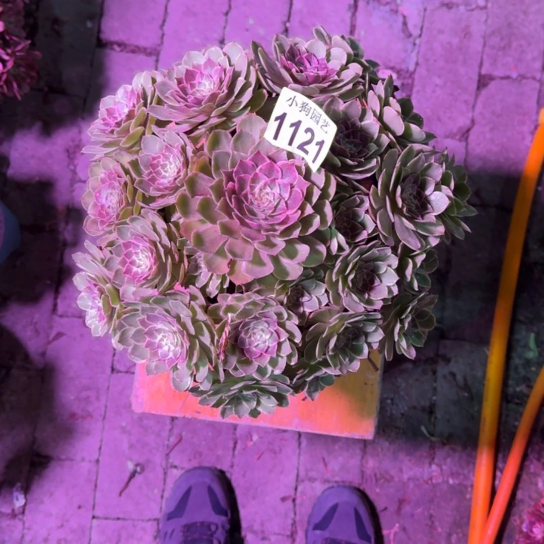 ᥫ***海粉花妖多肉植物1121