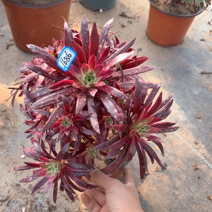 火凤凰超白锦1686多肉