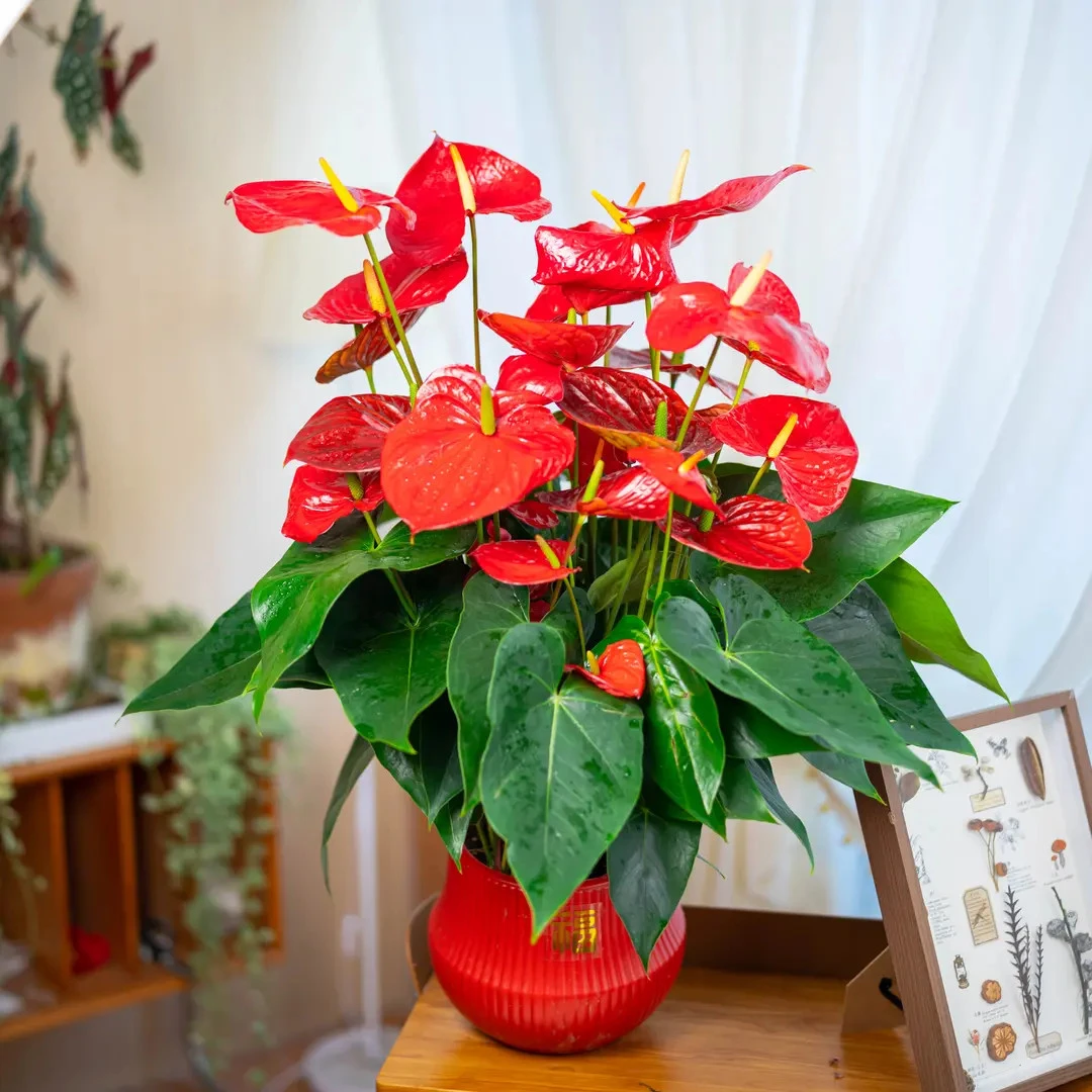 B【红掌带8到10朵花发】开花花卉绿植盆裁