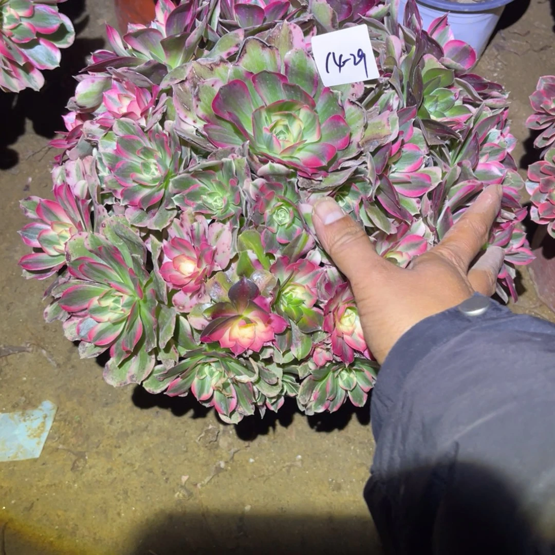 12-14-29男神杆子不直