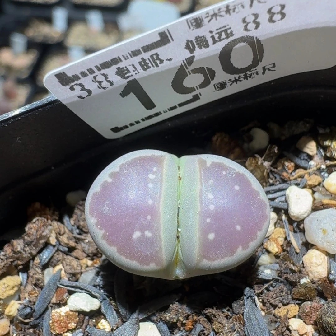 Zzzzx精品生石花160