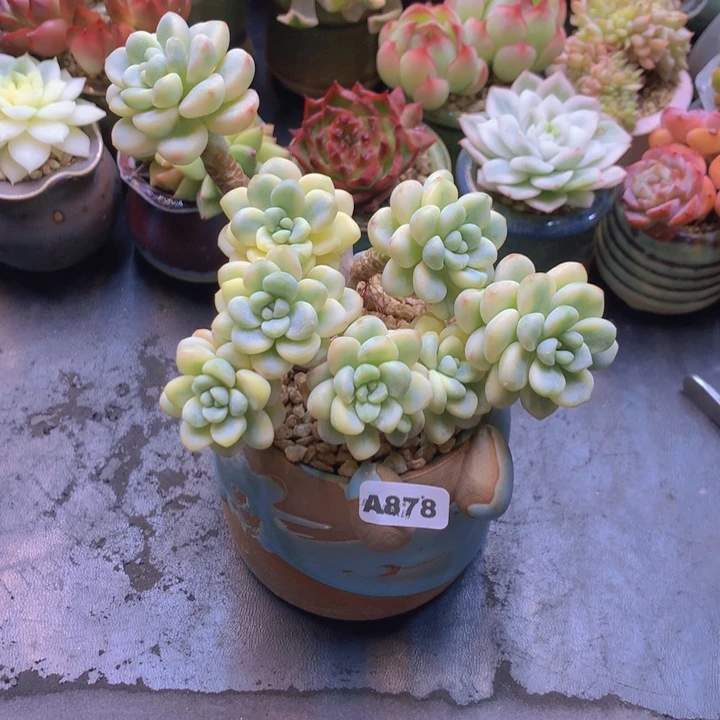 一物一拍含盆土满38包邮A878