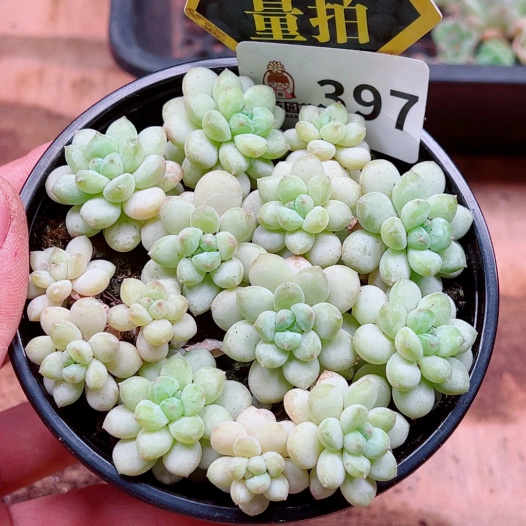 多肉植物多肉植物