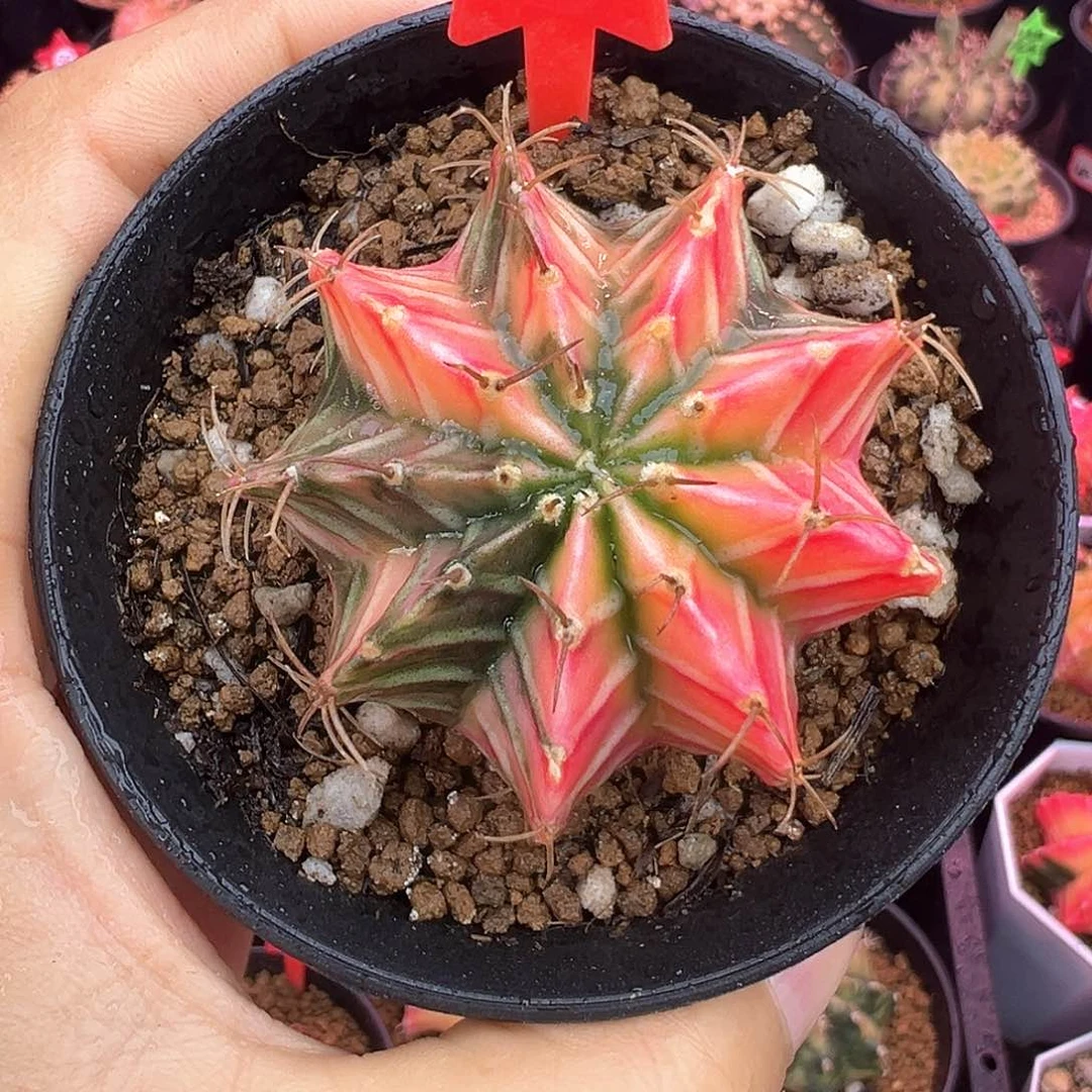 1-121肋骨锦带盆土发货有干巴特价4.8厘米