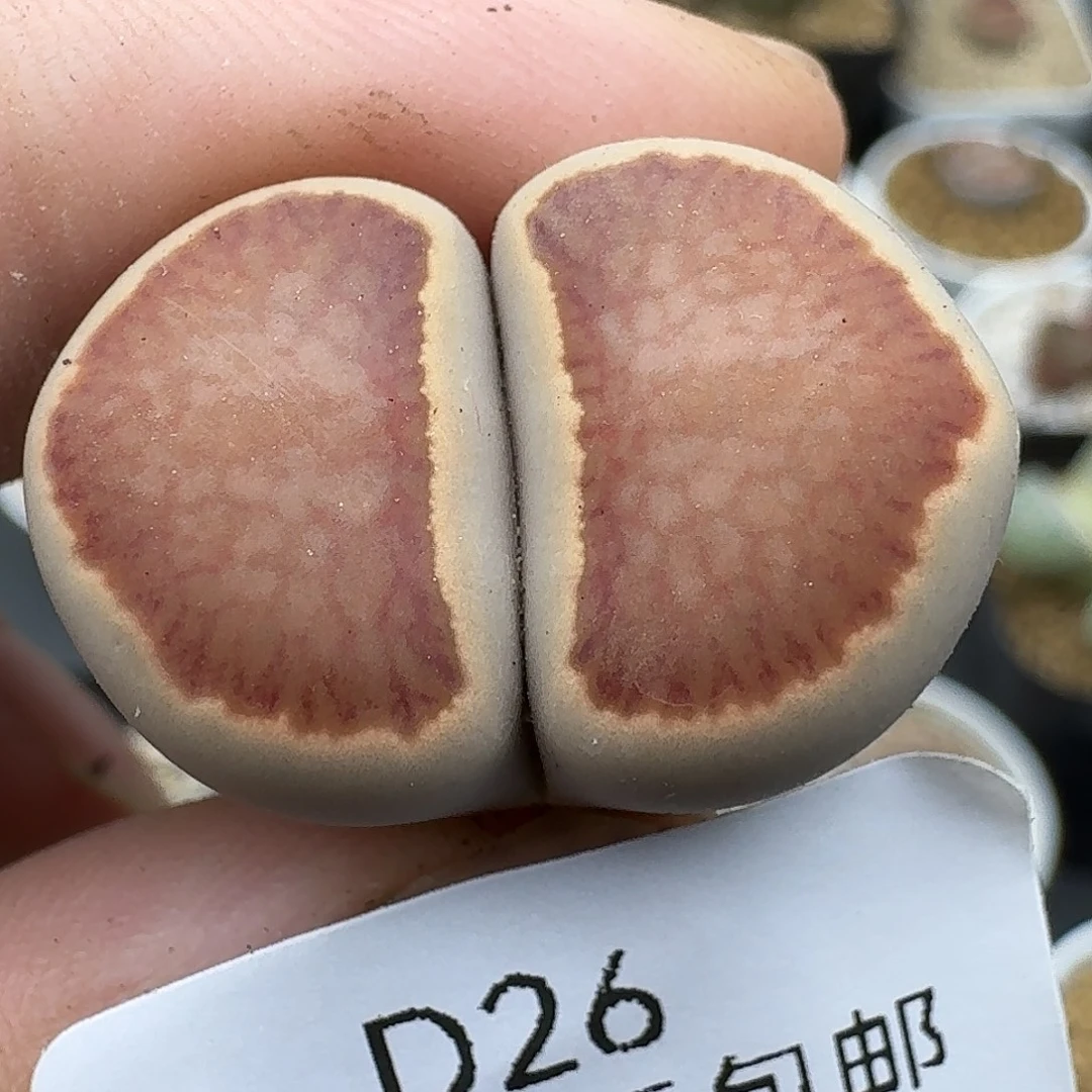 26多肉哈哈哈哈哈哈哈哈