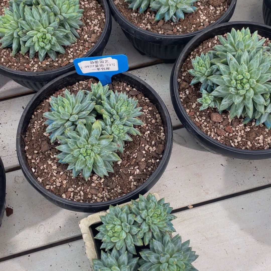 0927-23-青花瓷大群生一颗