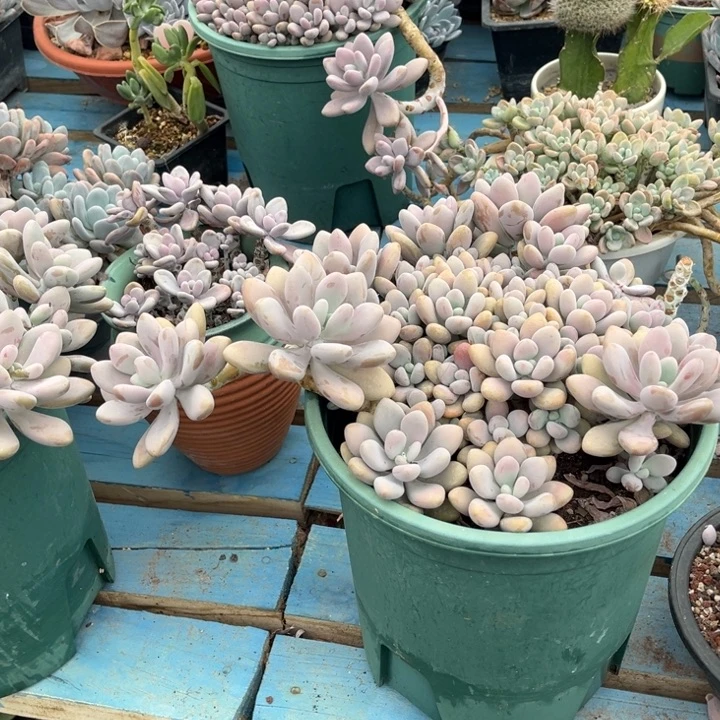 桃蛋大群，官服35左右