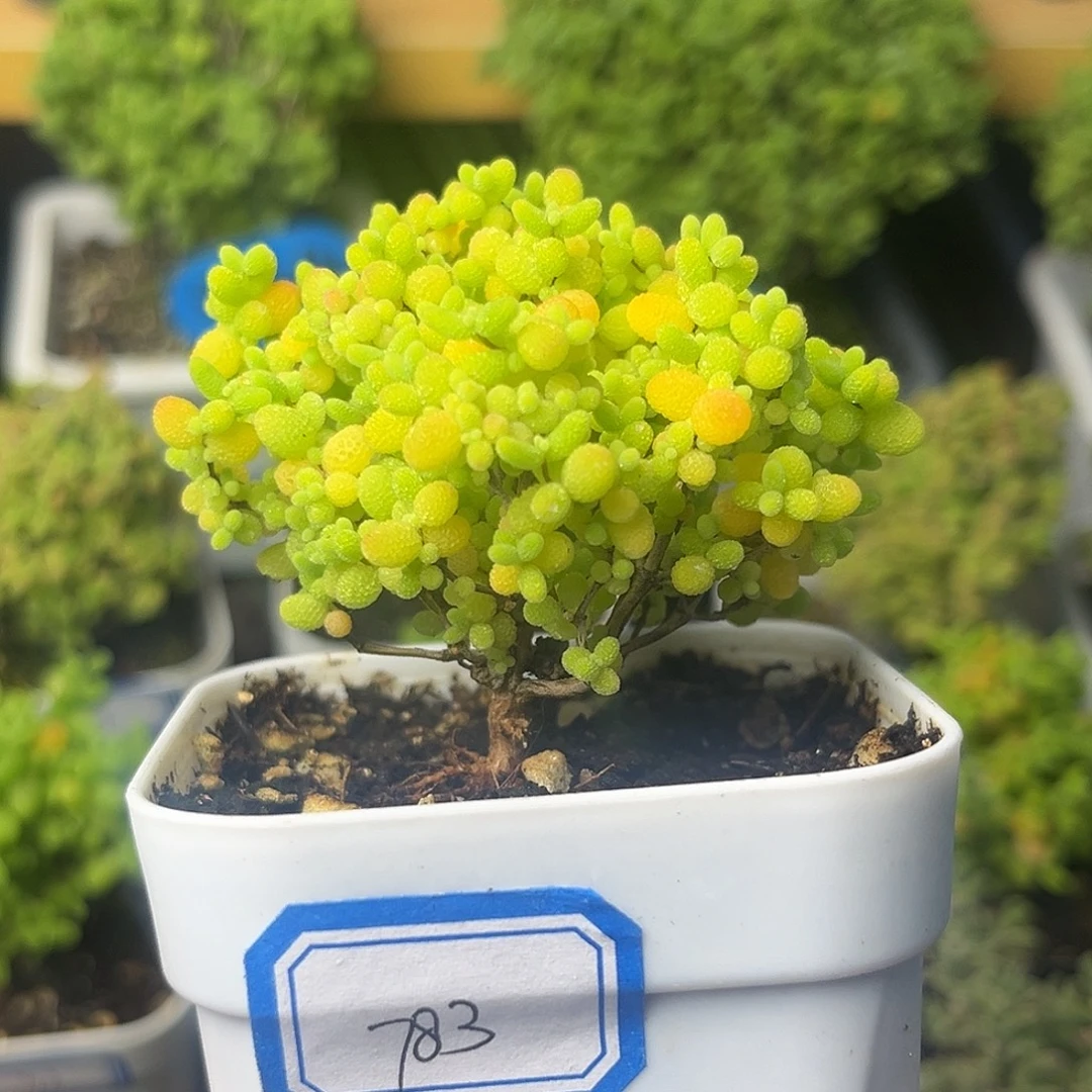 783蜜桔。