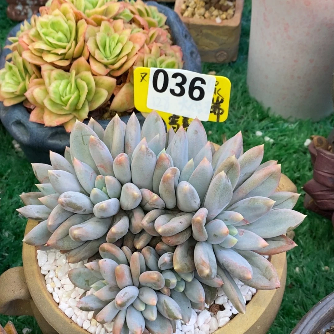 哥特萝莉多肉植物盆栽