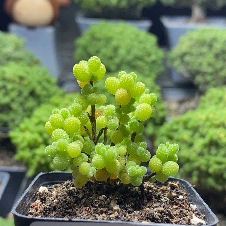 金橘糖球8015枝干番杏