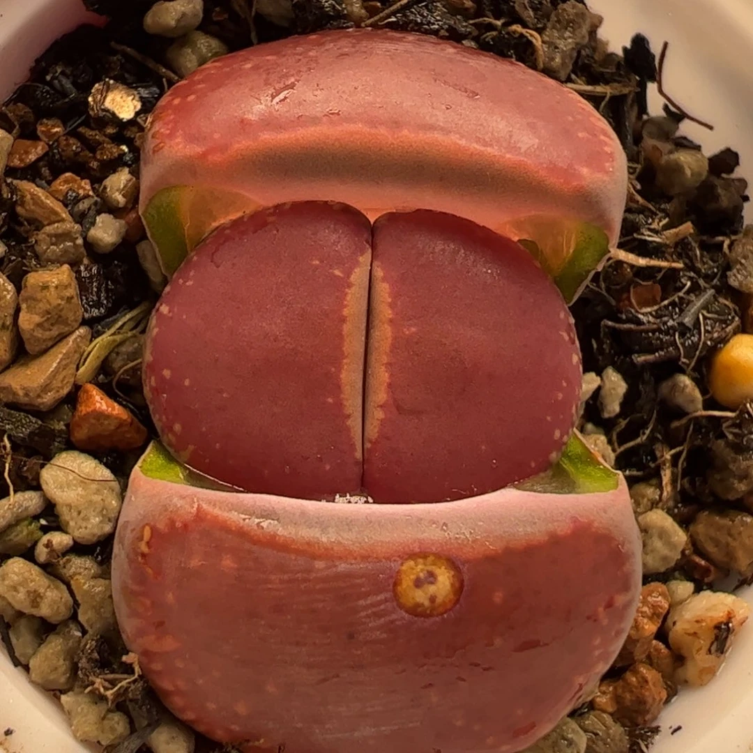 017多肉植物纤维