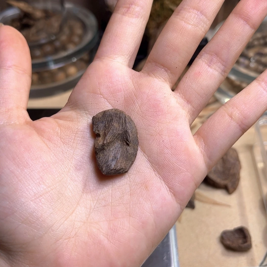 小***羽香榧木印尼沉水熟结包头1克