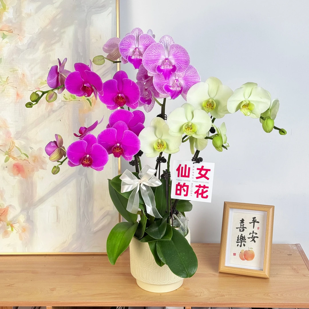 妗画【吉祥如意】蝴蝶兰鲜花精致组盆 开花株室内绿植 养兰基地直发