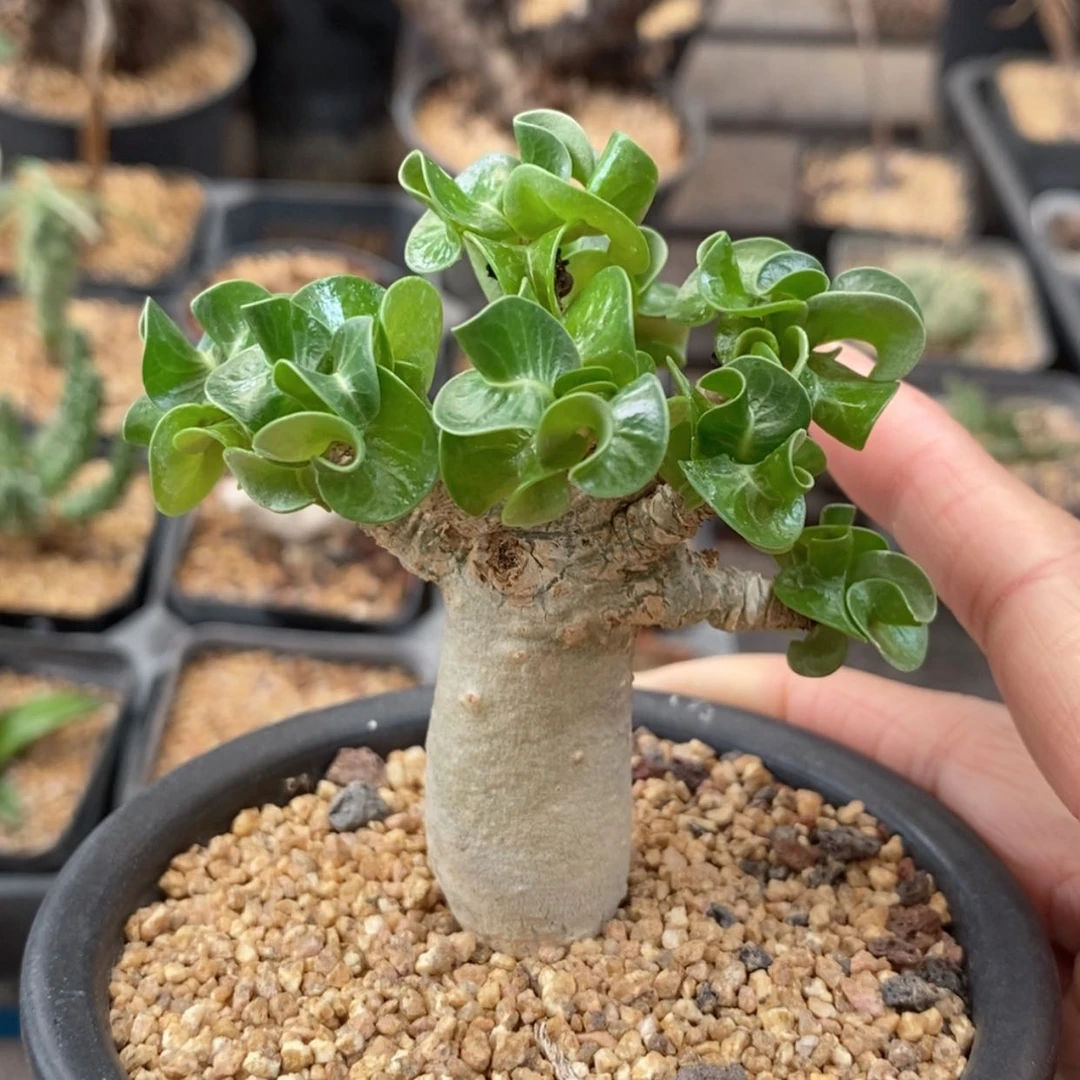 【闪购商品】卡汉羊角沙枚