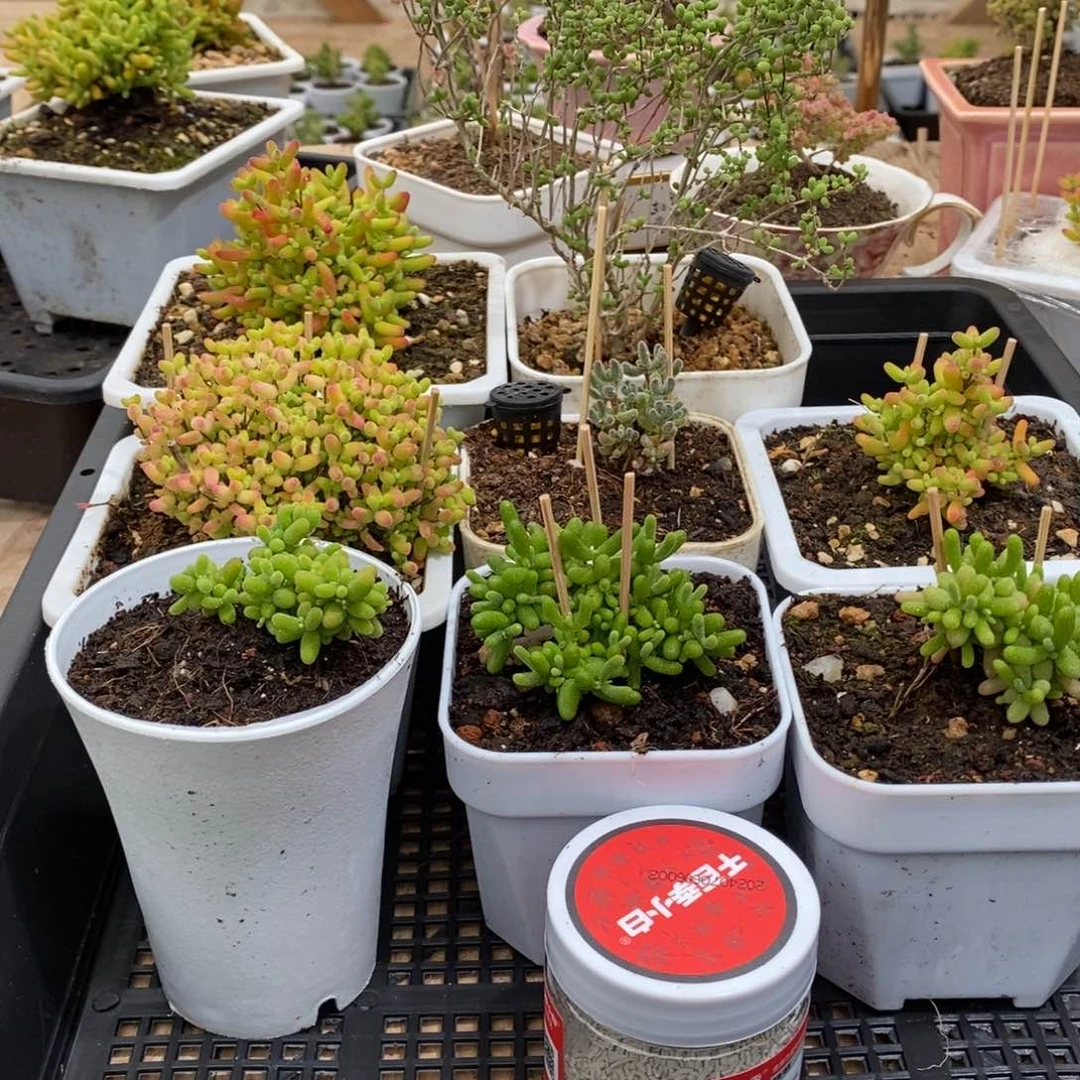 枝干番杏多肉植物132