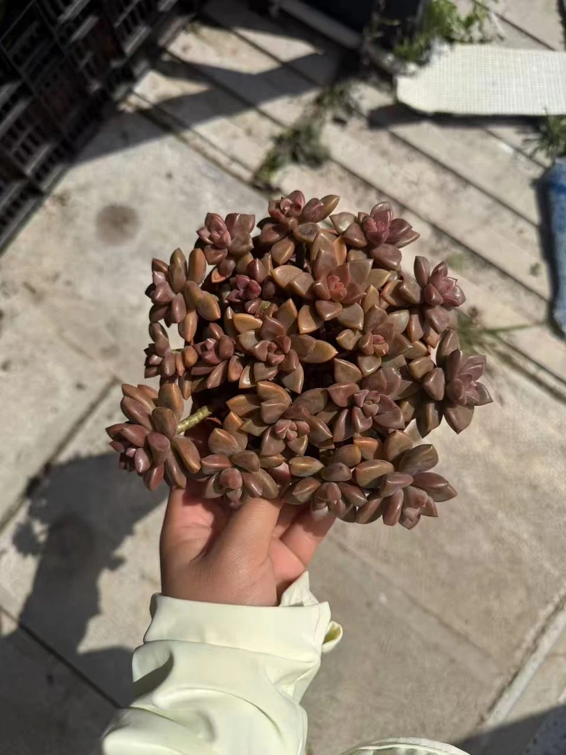 （姬胧月120#） 小付多肉现场直播云南斗南多肉植物基地室内